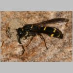 Symmorphus bifasciatus - Lehmwespe 02 beim Nestverschluss.jpg